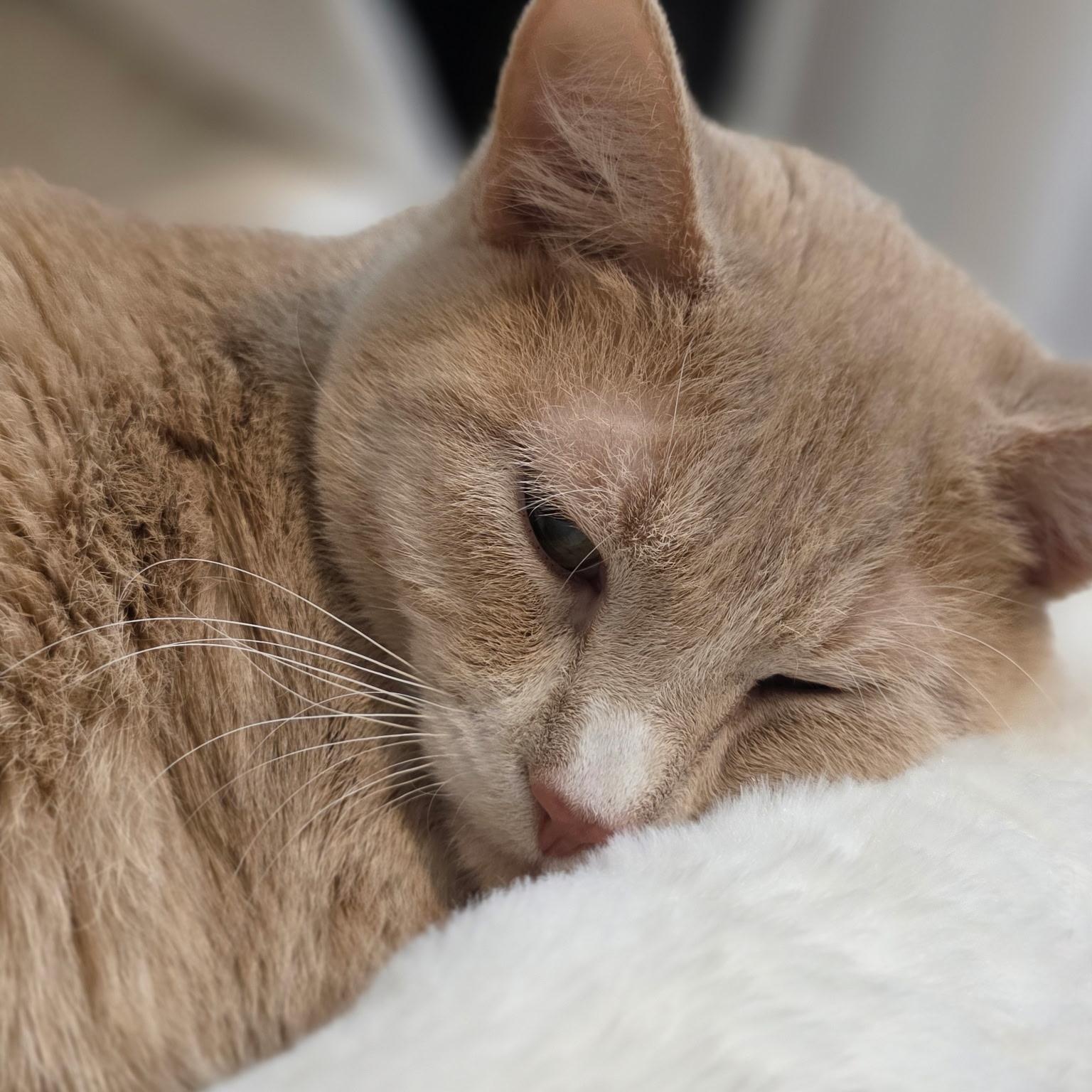 Enlarge Berry, a Adoptable mixed breed in Ellensburg, WA image 5/6