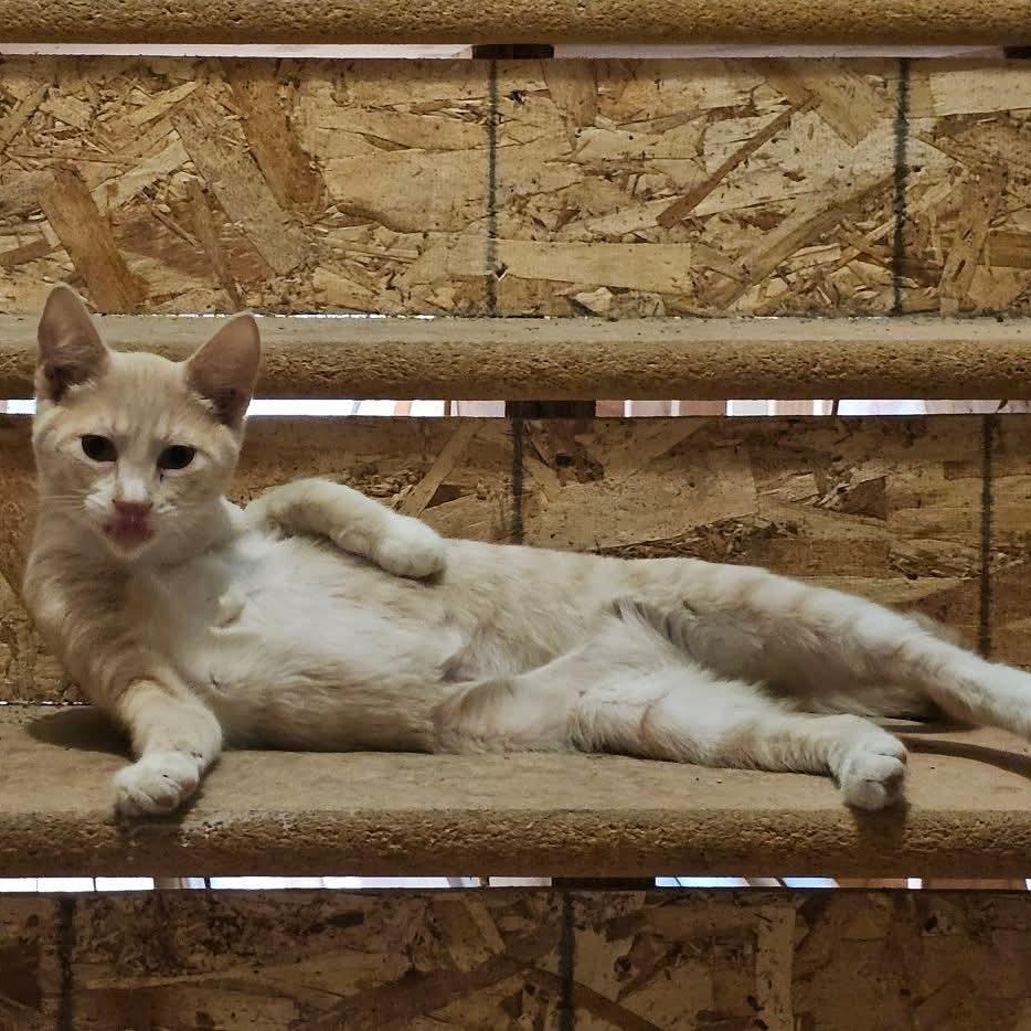 Berry, Adoptable, Young Male Domestic Short Hair.