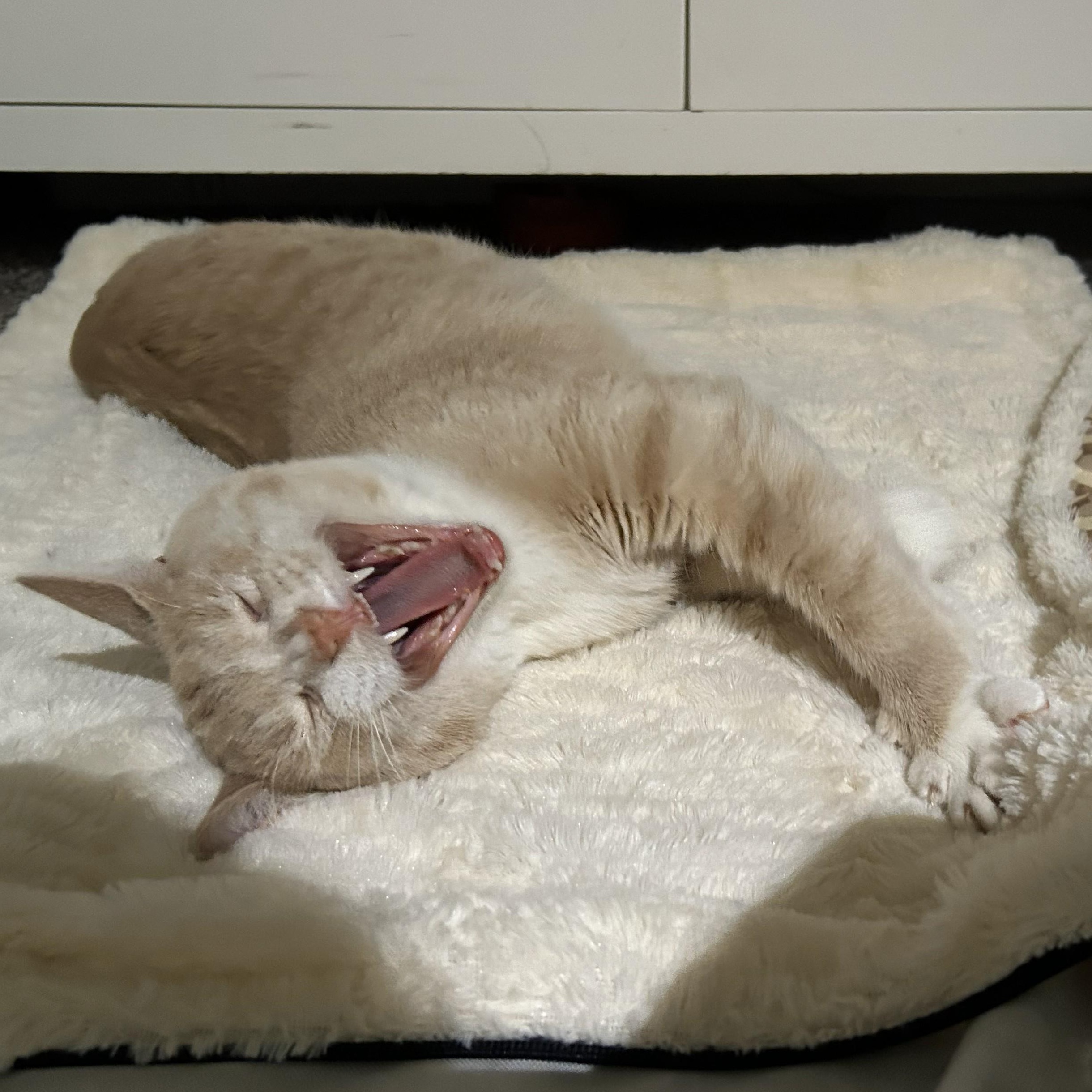 Enlarge Berry, a Adoptable mixed breed in Ellensburg, WA image 2/6