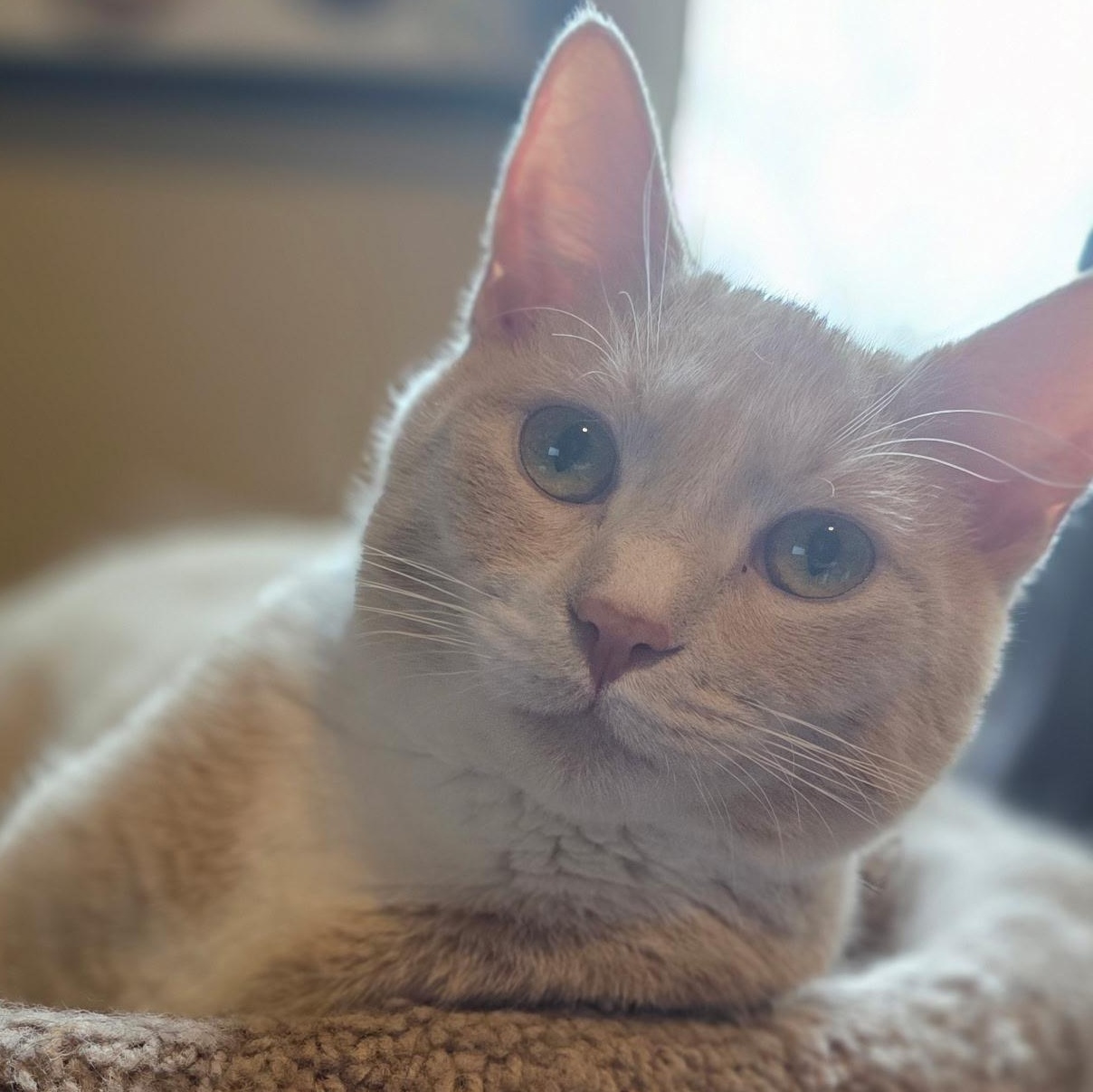 Enlarge Berry, a Adoptable mixed breed in Ellensburg, WA image 2/6