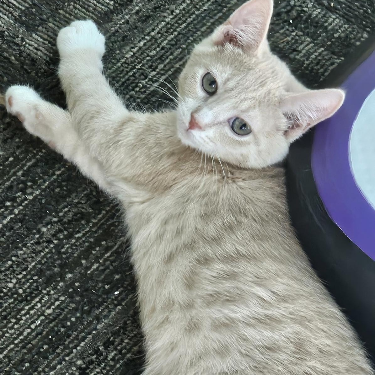 Berry