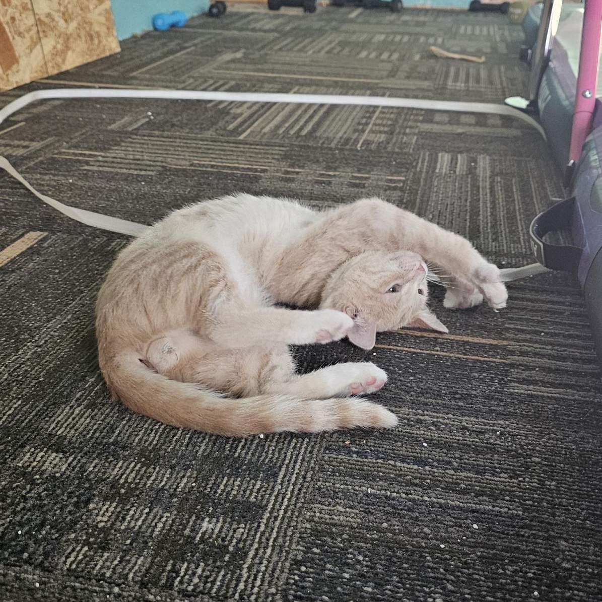 Enlarge Berry, a Adoptable mixed breed in Ellensburg, WA image 6/6