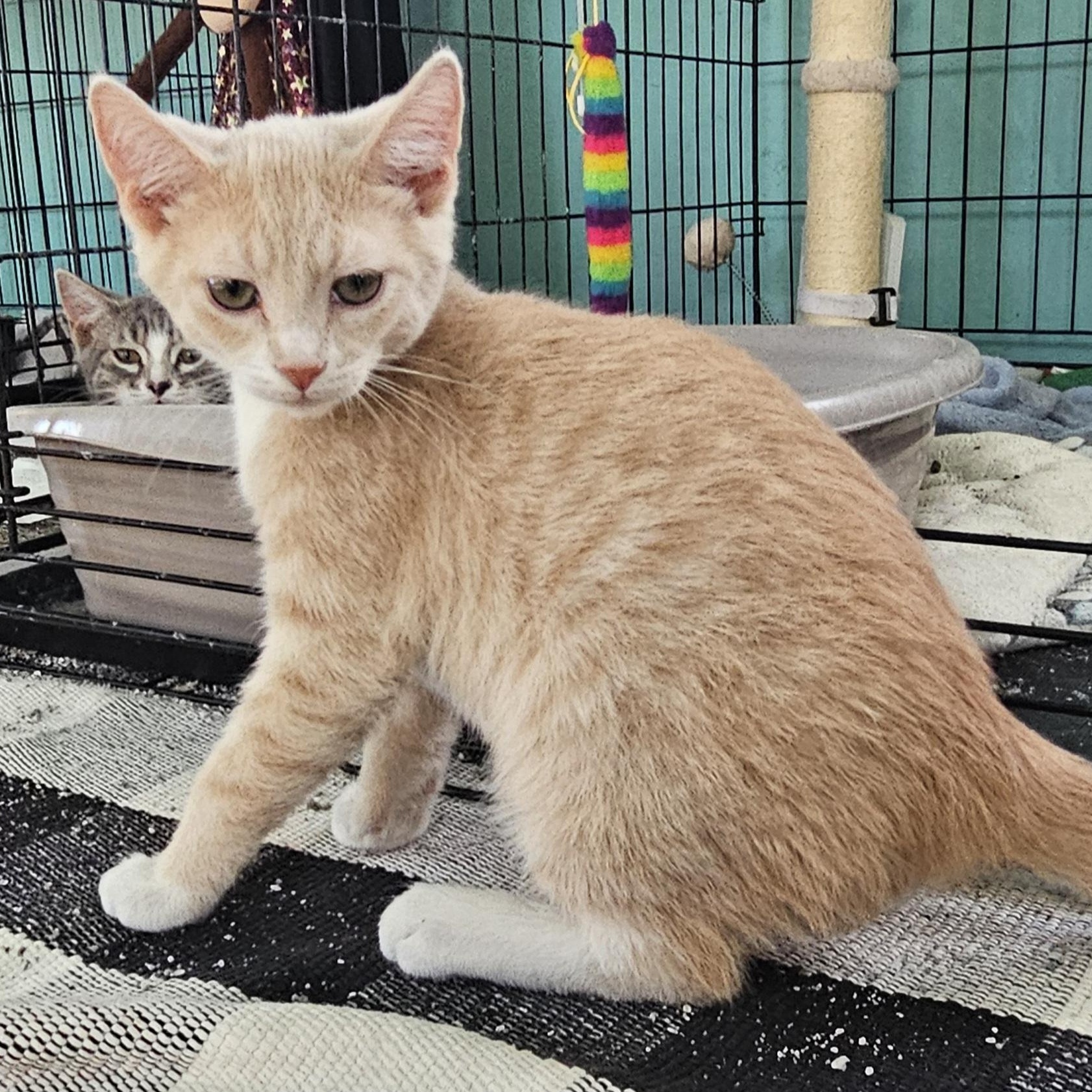 Berry, Adoptable, Young Male Domestic Short Hair.