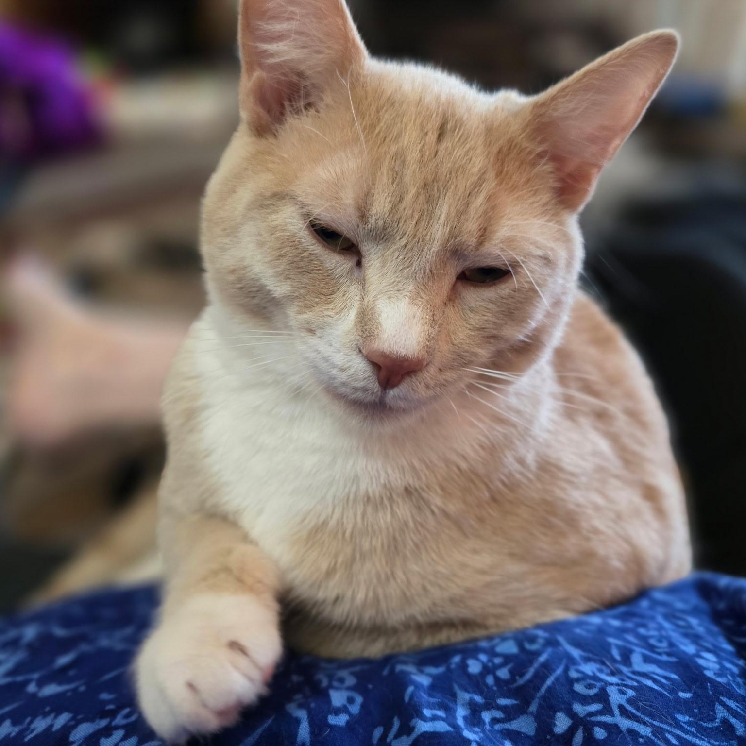 Enlarge Berry, a Adoptable mixed breed in Ellensburg, WA image 4/6