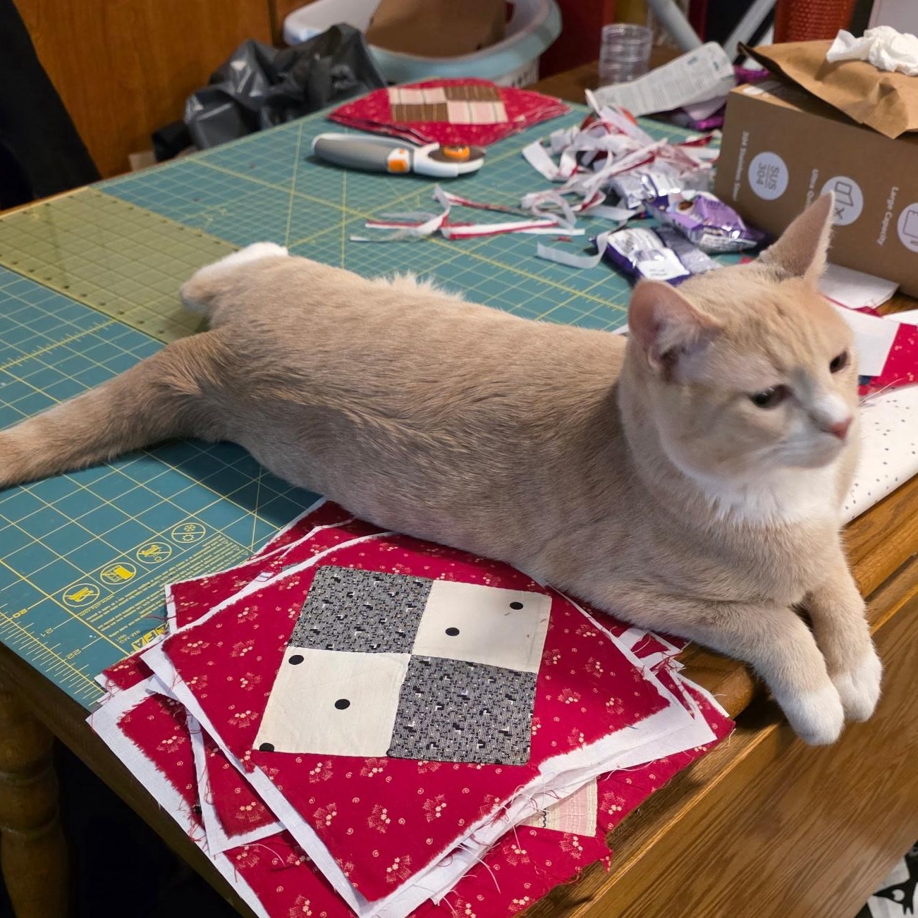 Enlarge Berry, a Adoptable mixed breed in Ellensburg, WA image 3/6