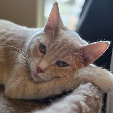 Enlarge Berry, a Adoptable mixed breed in Ellensburg, WA image 1/6