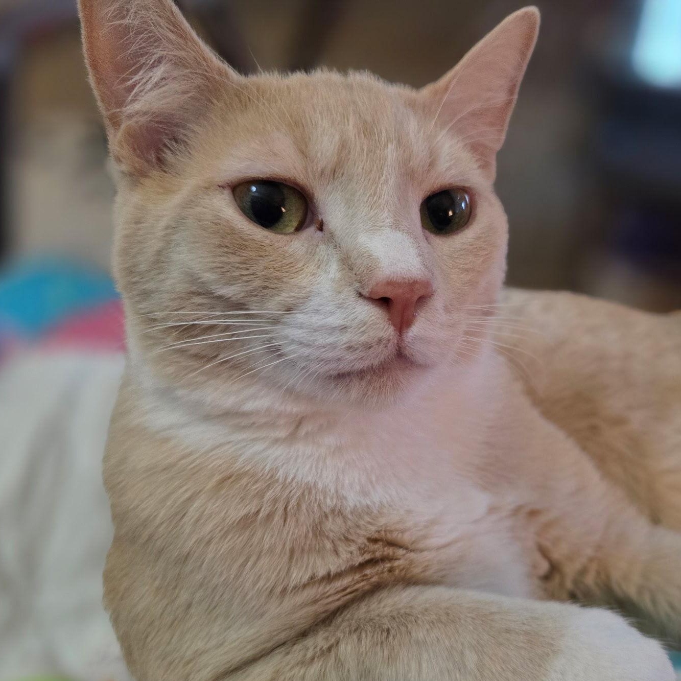 Berry, Adoptable, Young Male Domestic Short Hair.