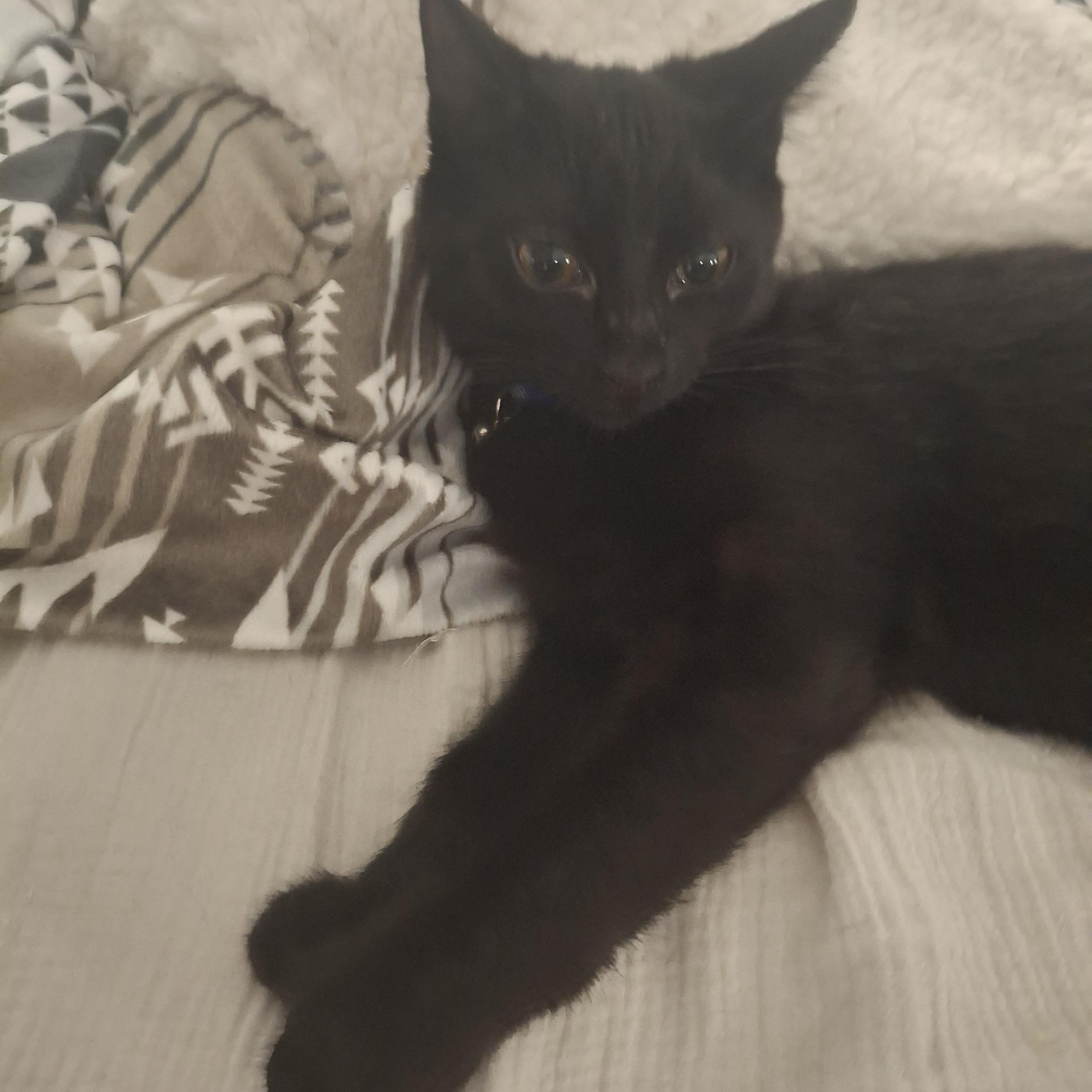 Bugsley, Adoptable, Kitten Male Domestic Short Hair.