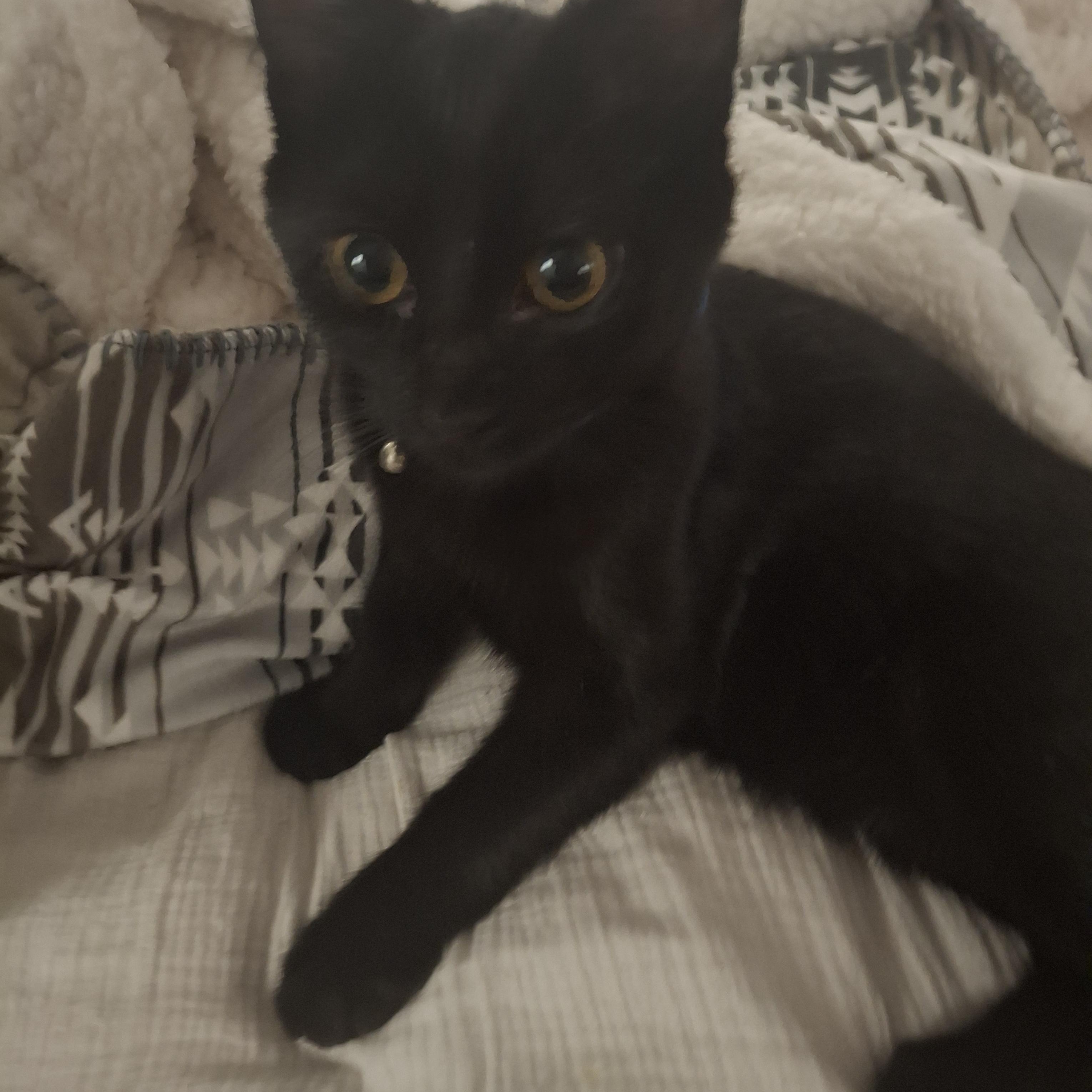 Bugsley, a Adoptable Domestic Short Hair in Lawrenceville, GA image 2/2