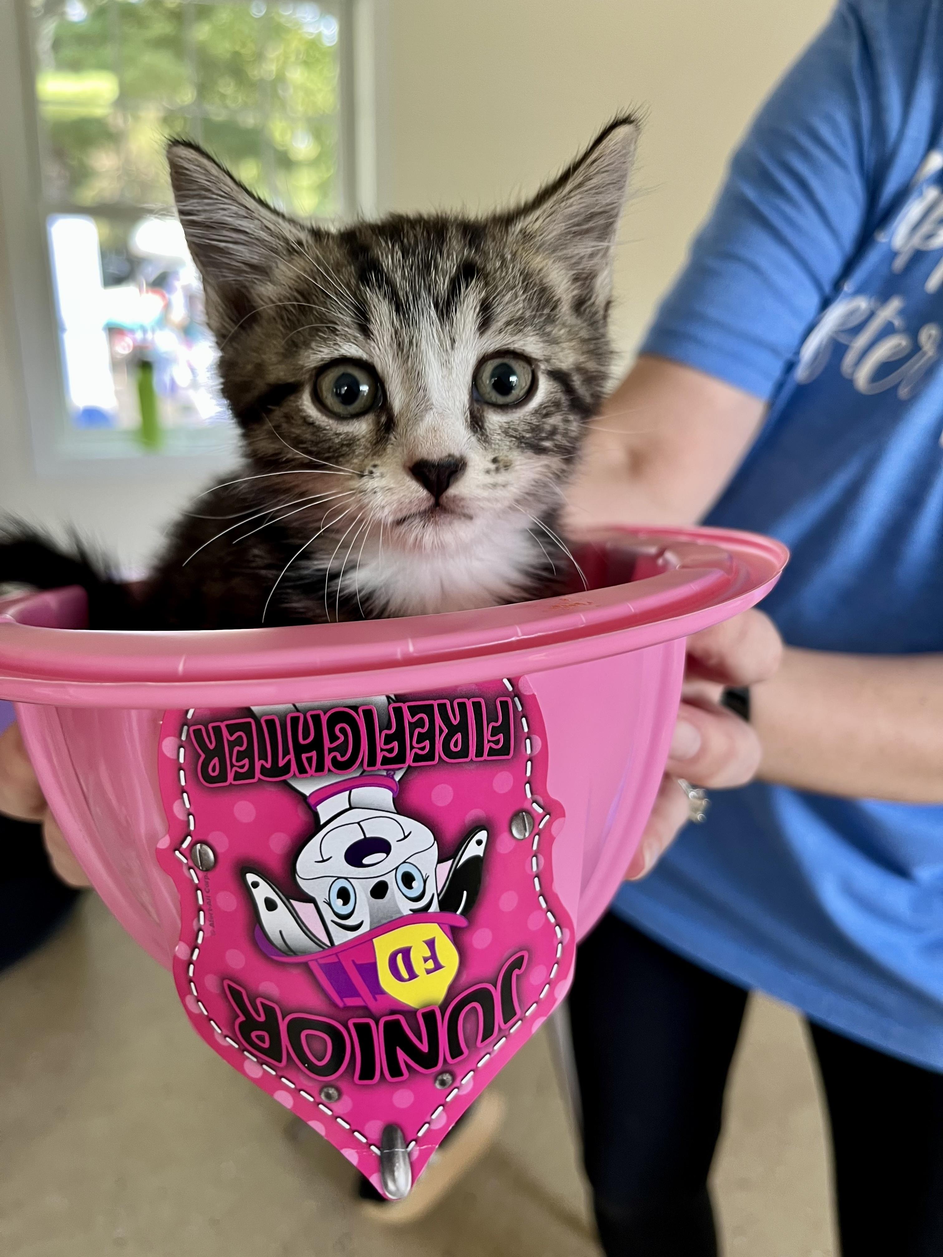 Enlarge Flint, a Adoptable Tabby in Bethel, CT image 4/5