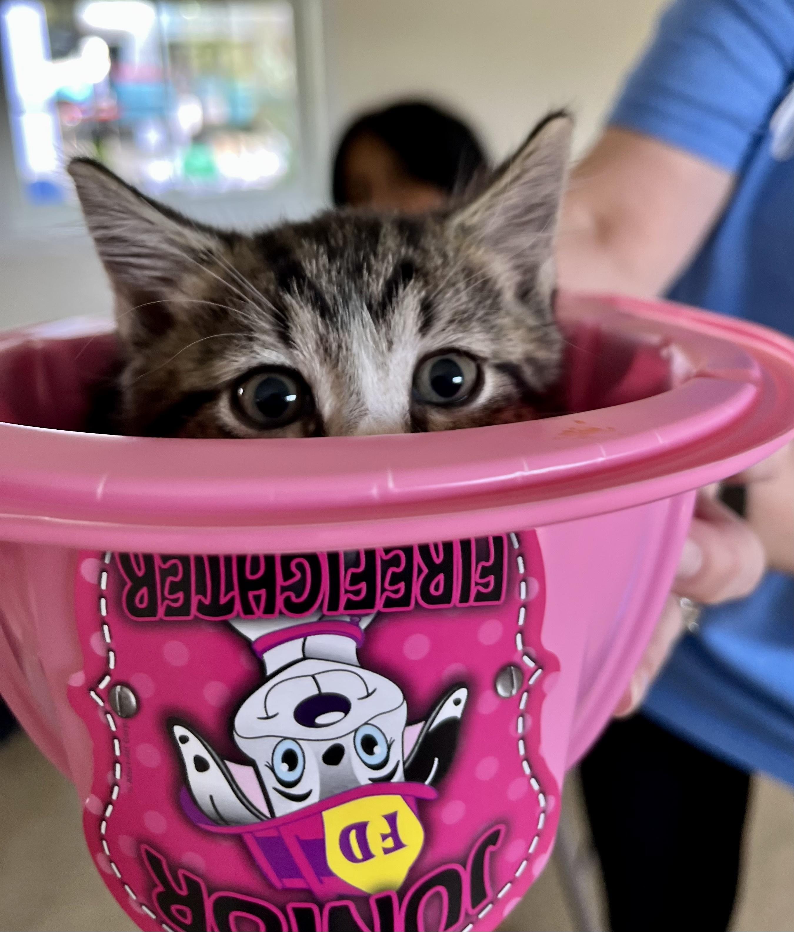 Enlarge Flint, a Adoptable Tabby in Bethel, CT image 5/5