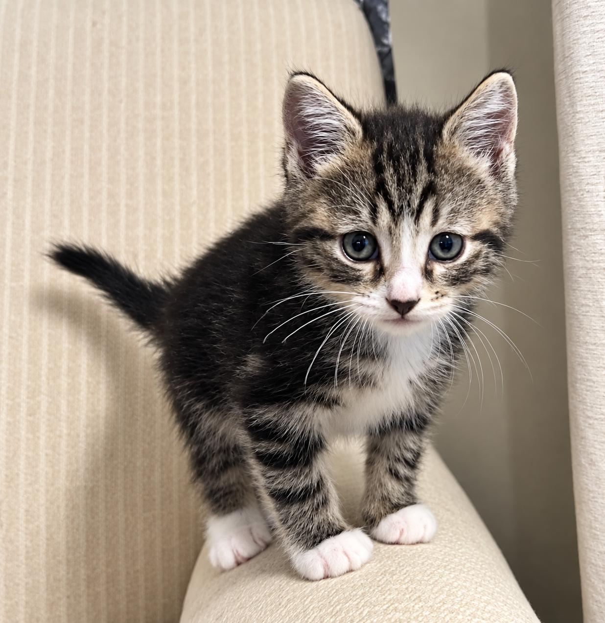 Enlarge Flint, a Adoptable Tabby in Bethel, CT image 2/5