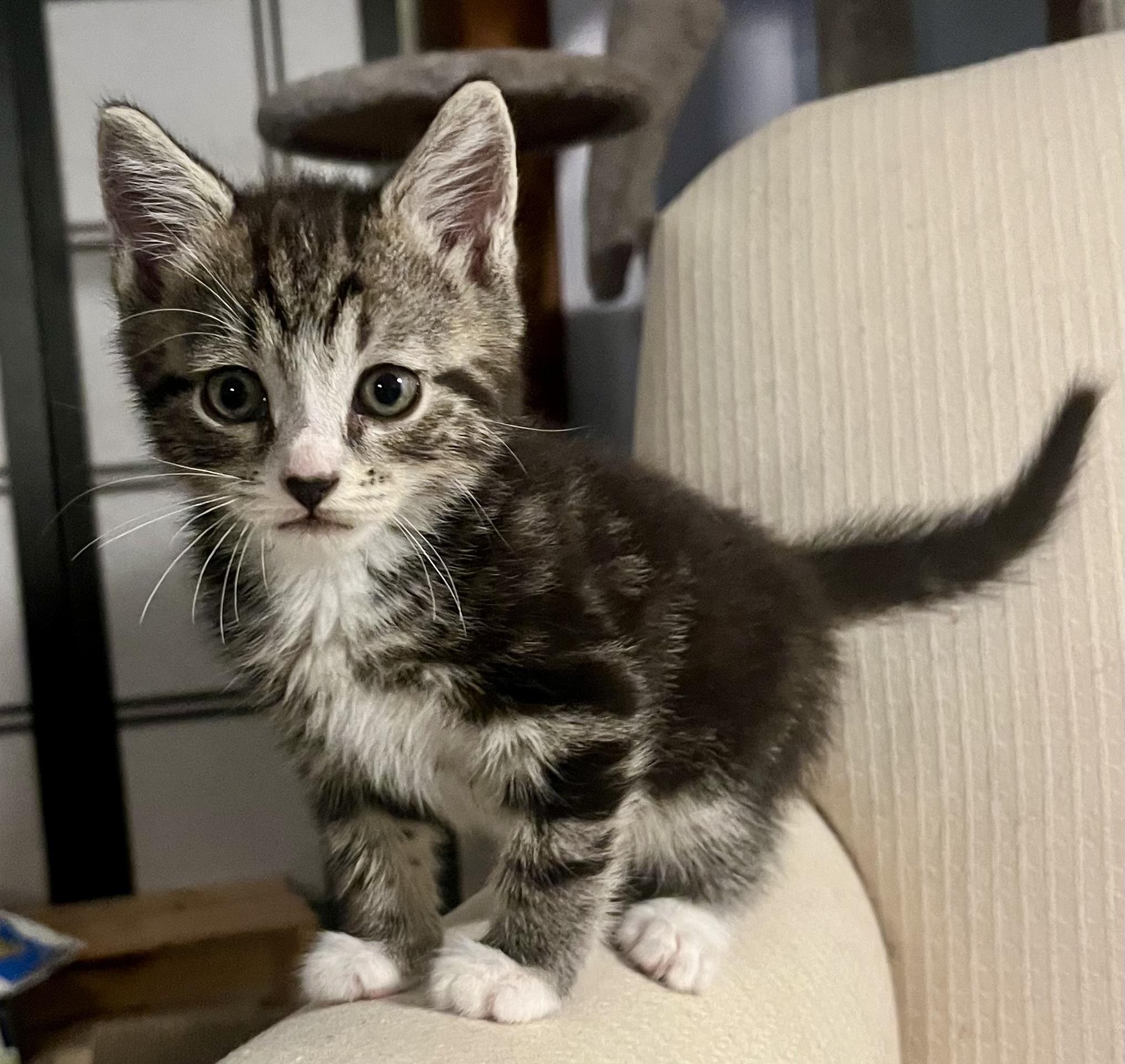 Enlarge Flint, a Adoptable Tabby in Bethel, CT image 3/5