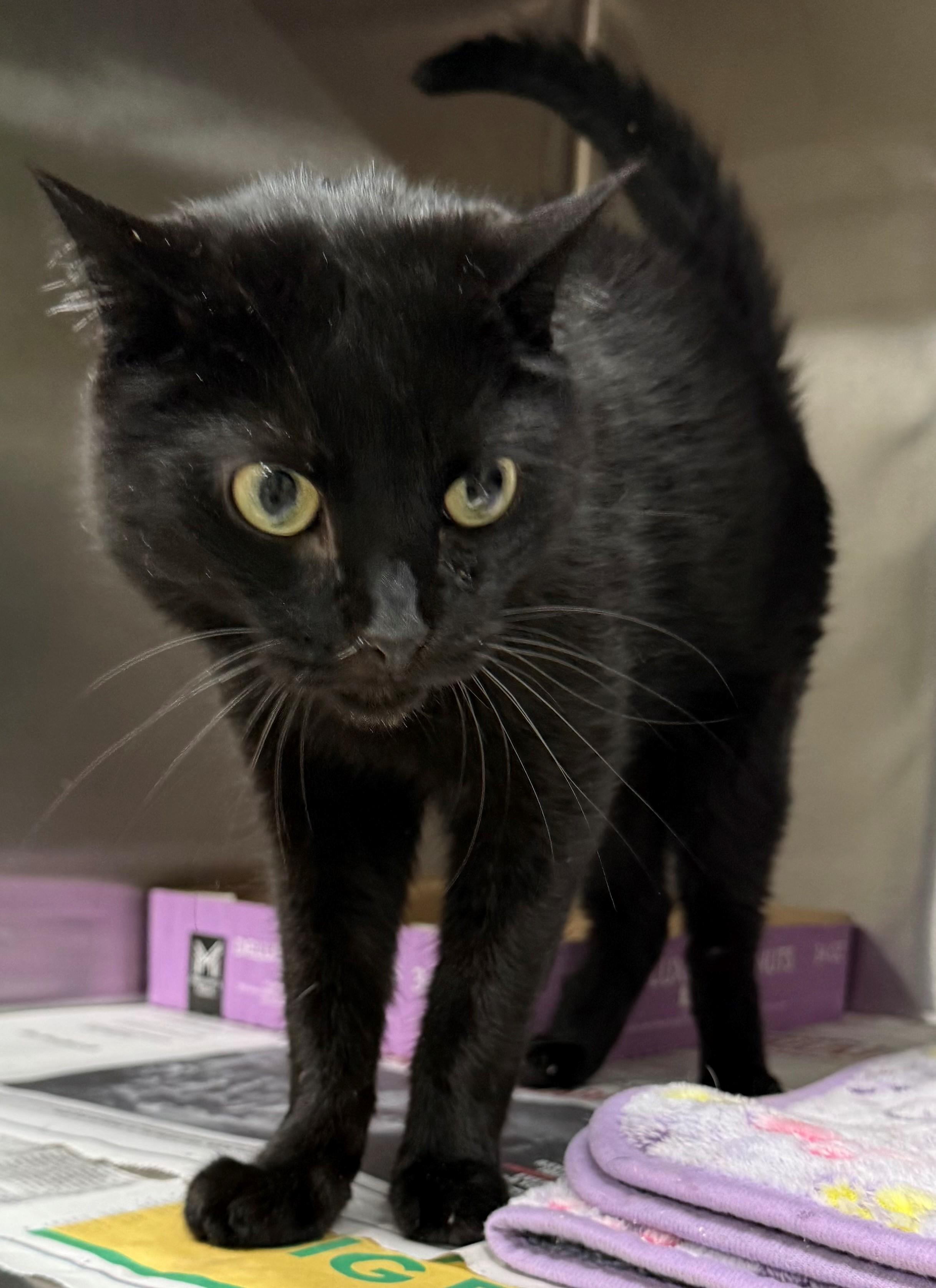 Ozzie, ADOPTABLE, Adult Male Domestic Short Hair.