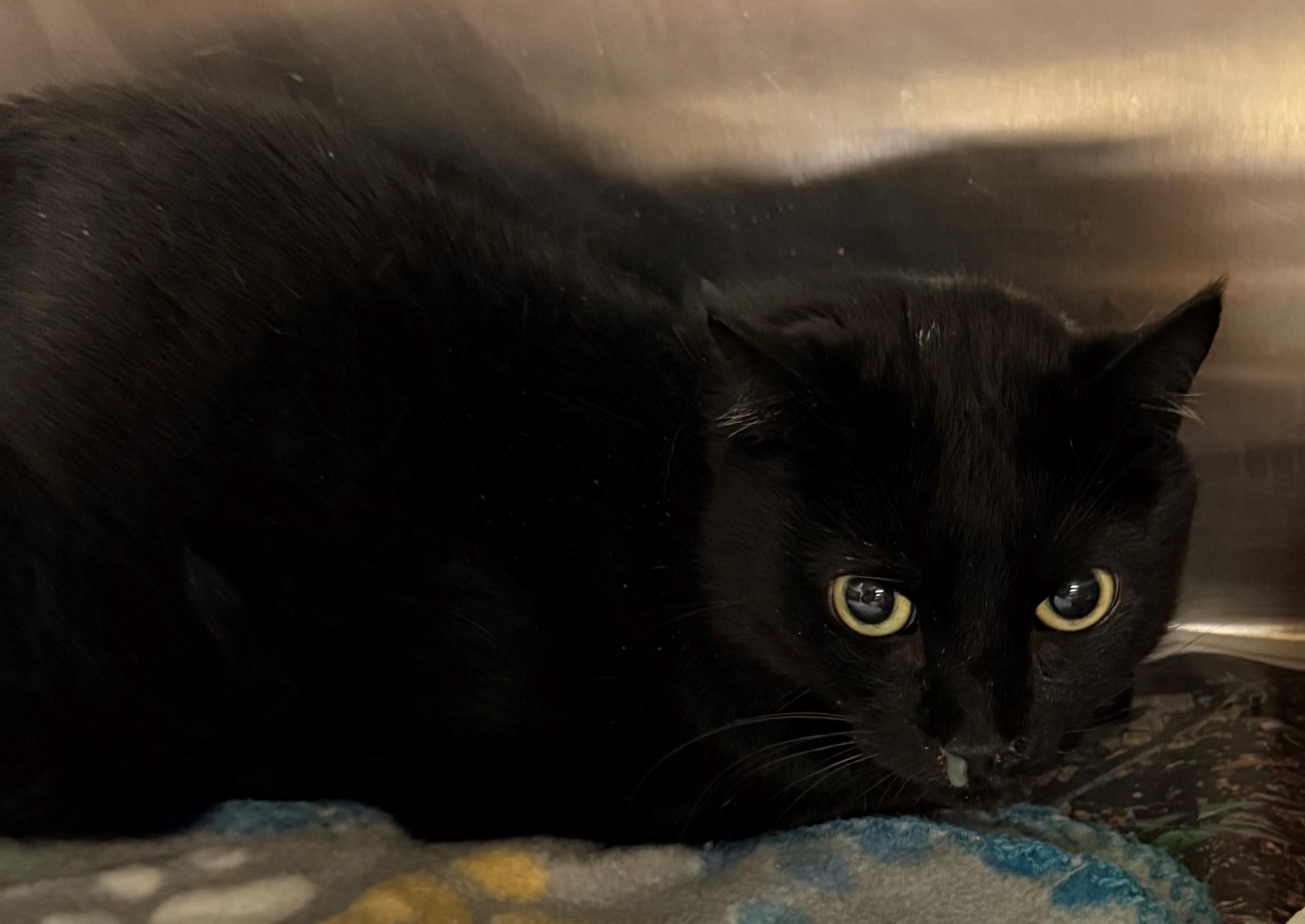 Enlarge Ozzie, a ADOPTABLE Domestic Short Hair in Edison, NJ image 1/1