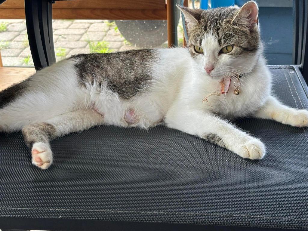 Lyra, a Adoptable mixed breed in Kettering, OH image 2/5