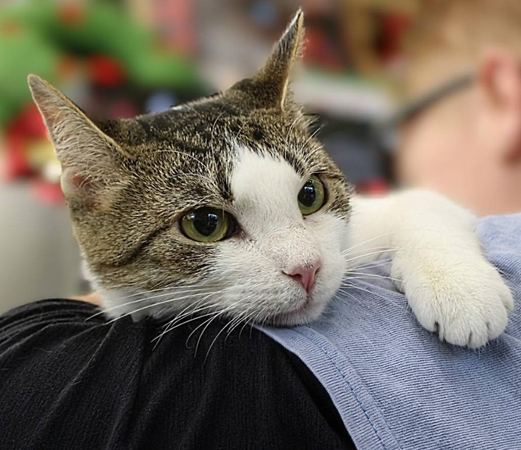 Lyra, a Adoptable mixed breed in Kettering, OH image 3/5