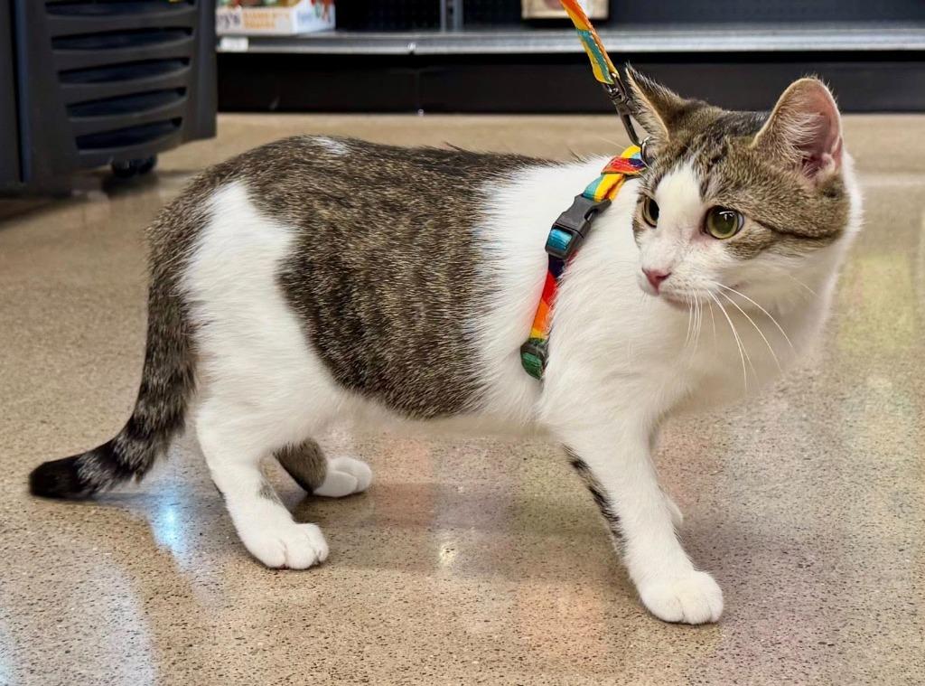 Lyra, a Adoptable mixed breed in Kettering, OH image 4/5