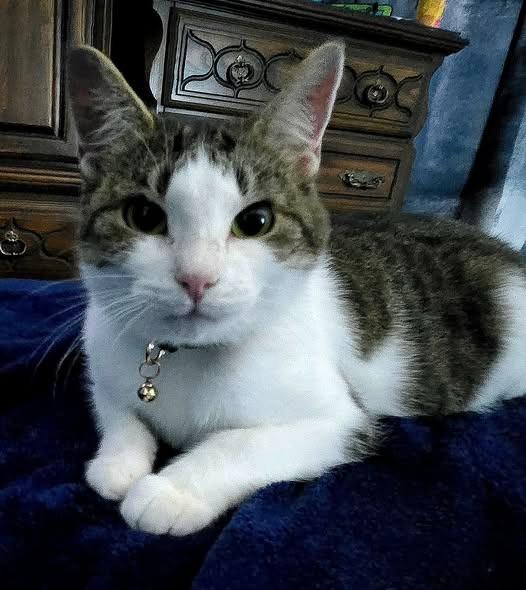 Lyra, a Adoptable mixed breed in Kettering, OH image 5/5