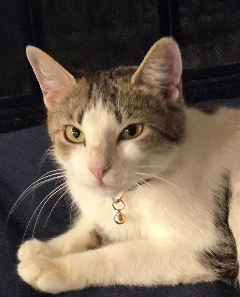 Lyra, a Adoptable mixed breed in Kettering, OH image 5/5