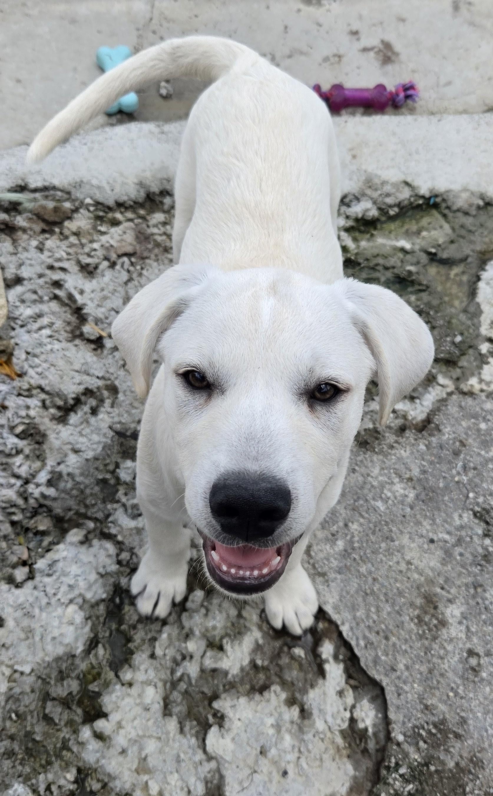 Ichabod Island, a Adoptable mixed breed in Woburn, MA image 3/3