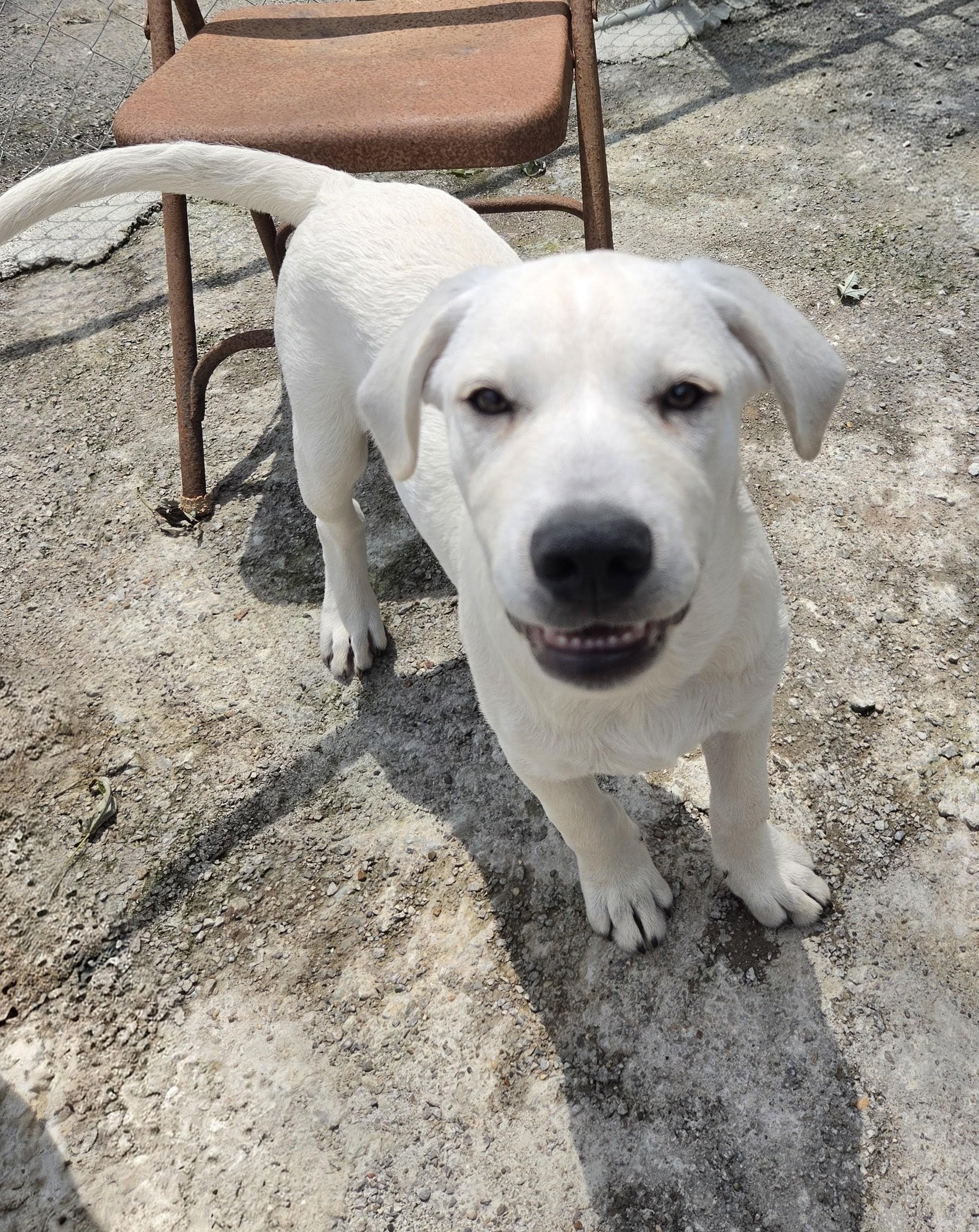 Ichabod Island, a Adoptable mixed breed in Woburn, MA image 2/3