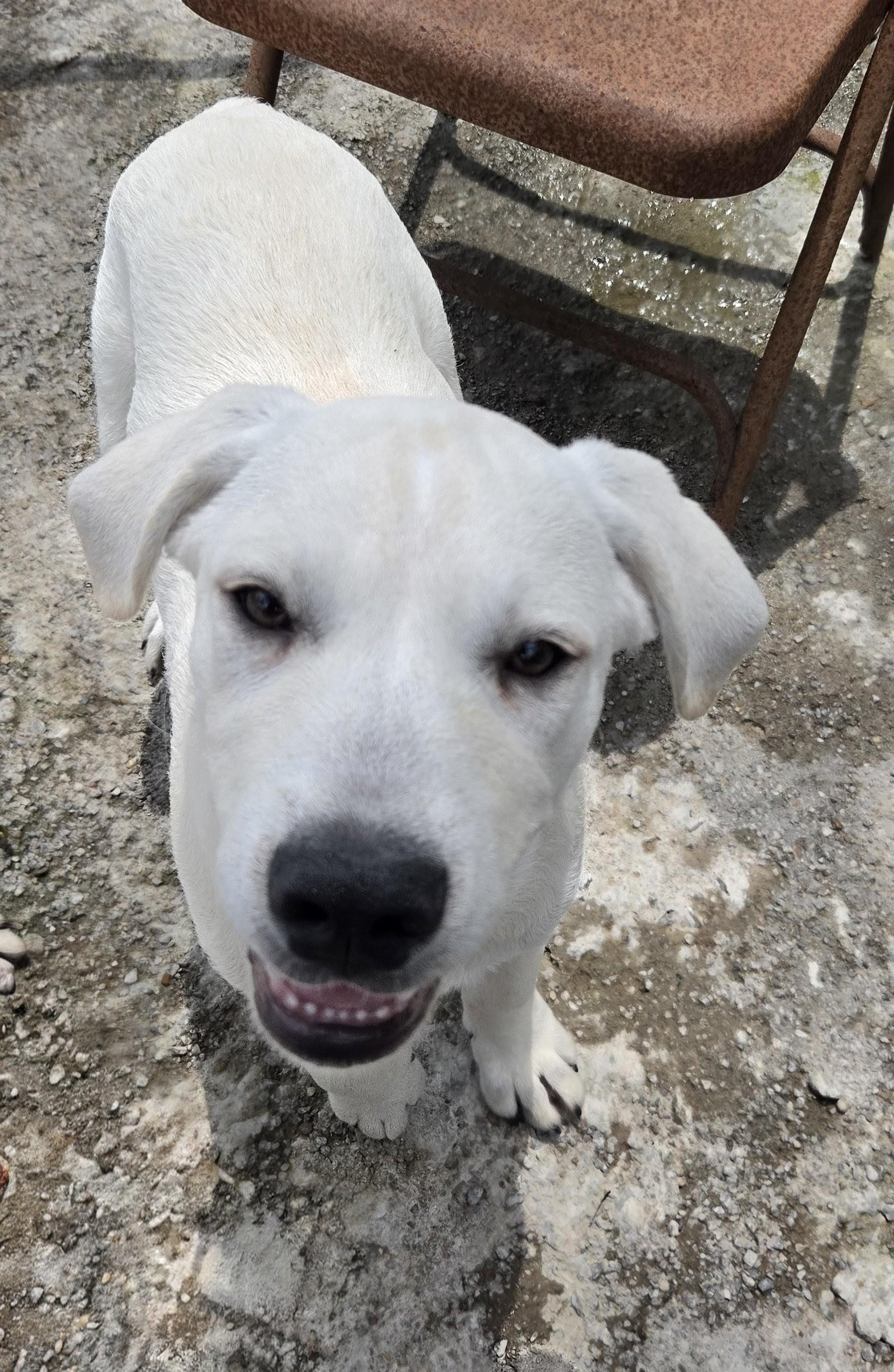 Ichabod Island, a Adoptable mixed breed in Woburn, MA image 1/3