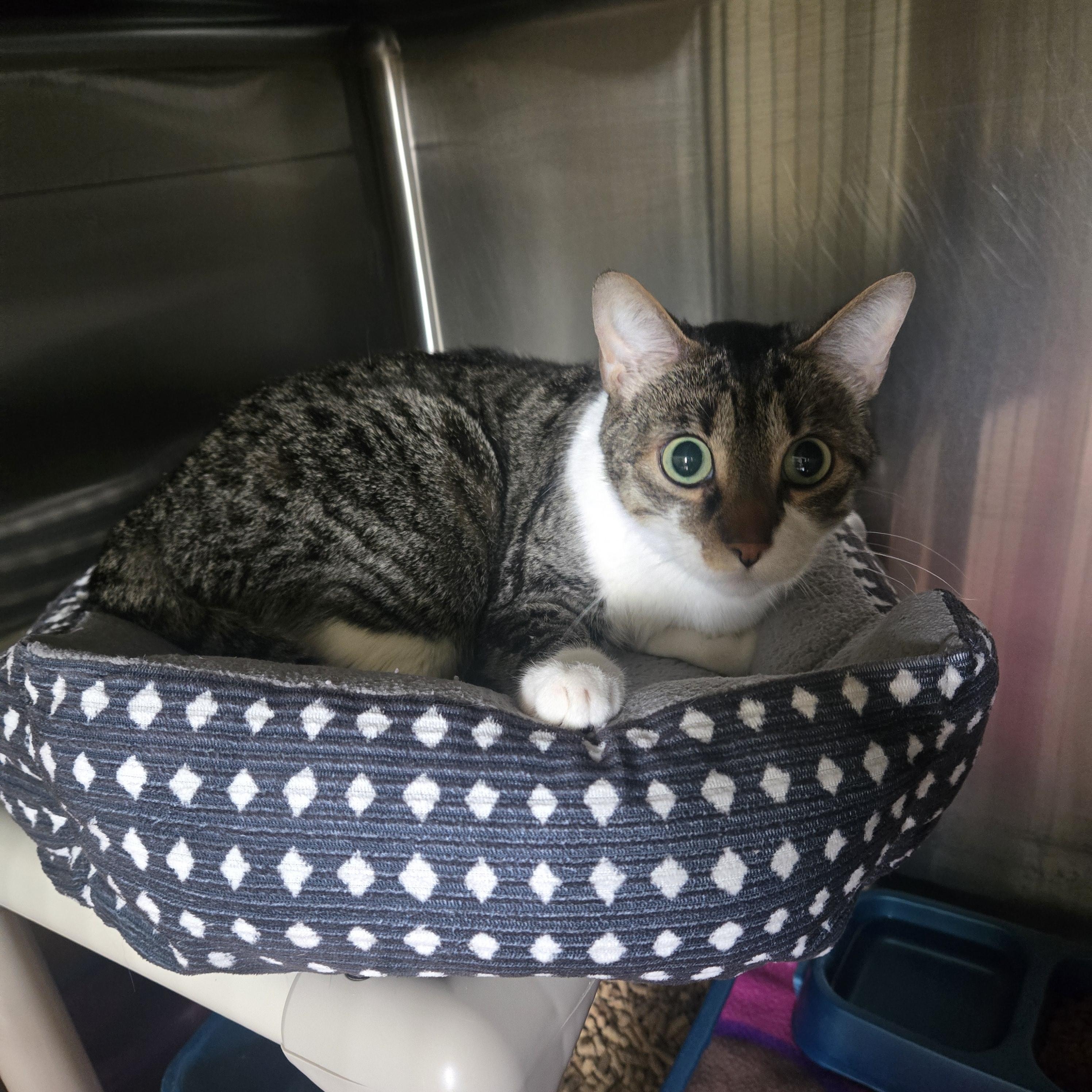 Baker, ADOPTABLE, Adult Male Domestic Short Hair.