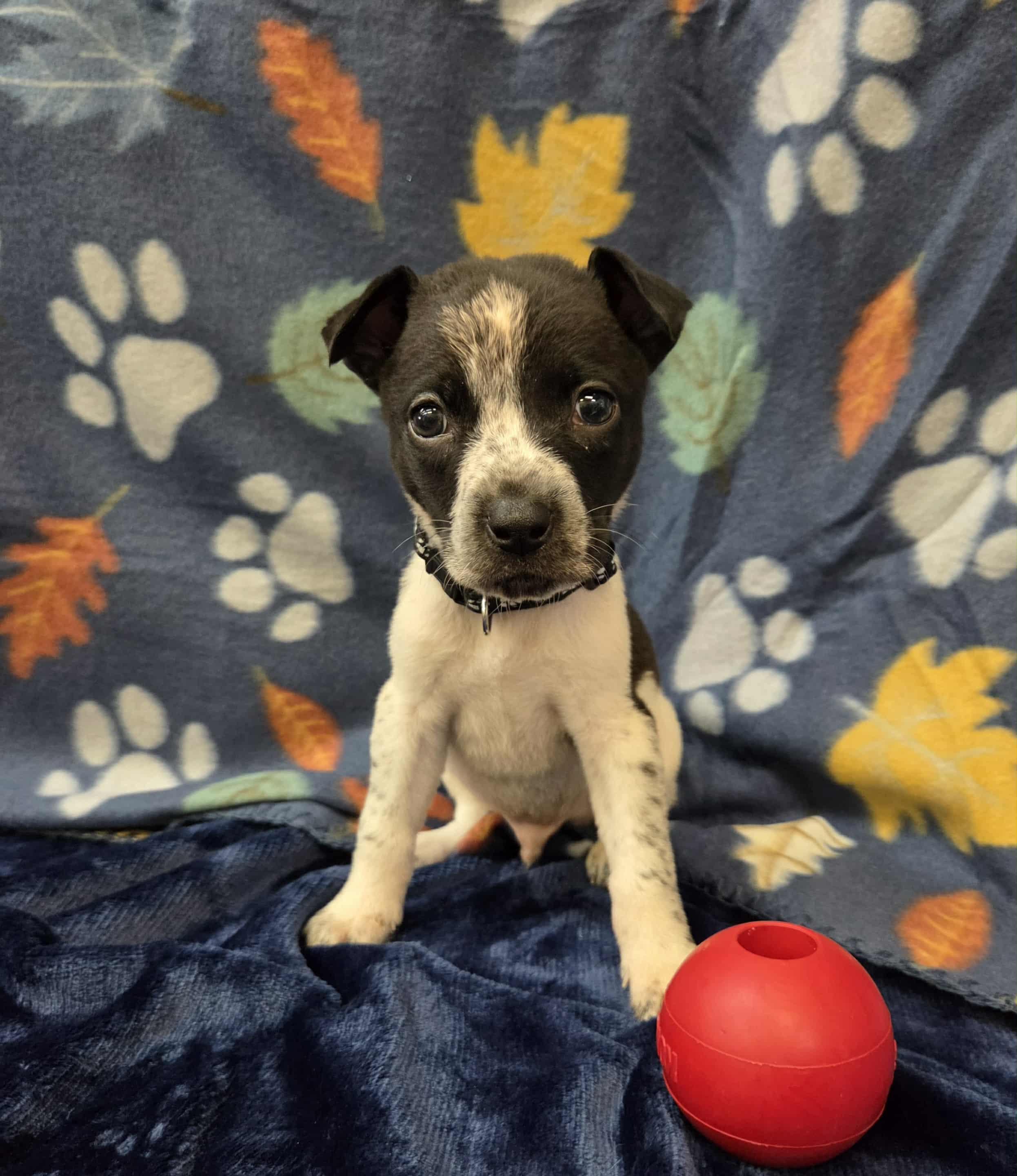 Oliver the tiny mixed breed puppy