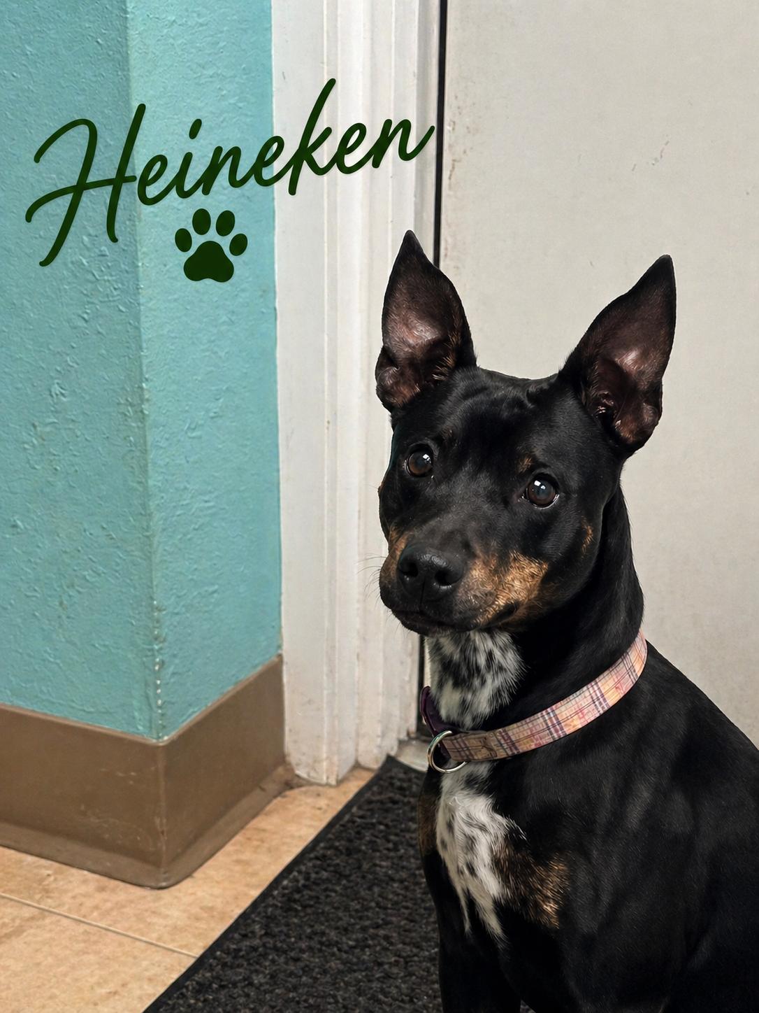 Heineken, ADOPTABLE, Adult Male Miniature Pinscher.