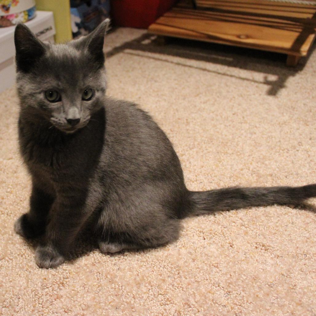 Butter, Adoptable, Kitten Male Domestic Short Hair.