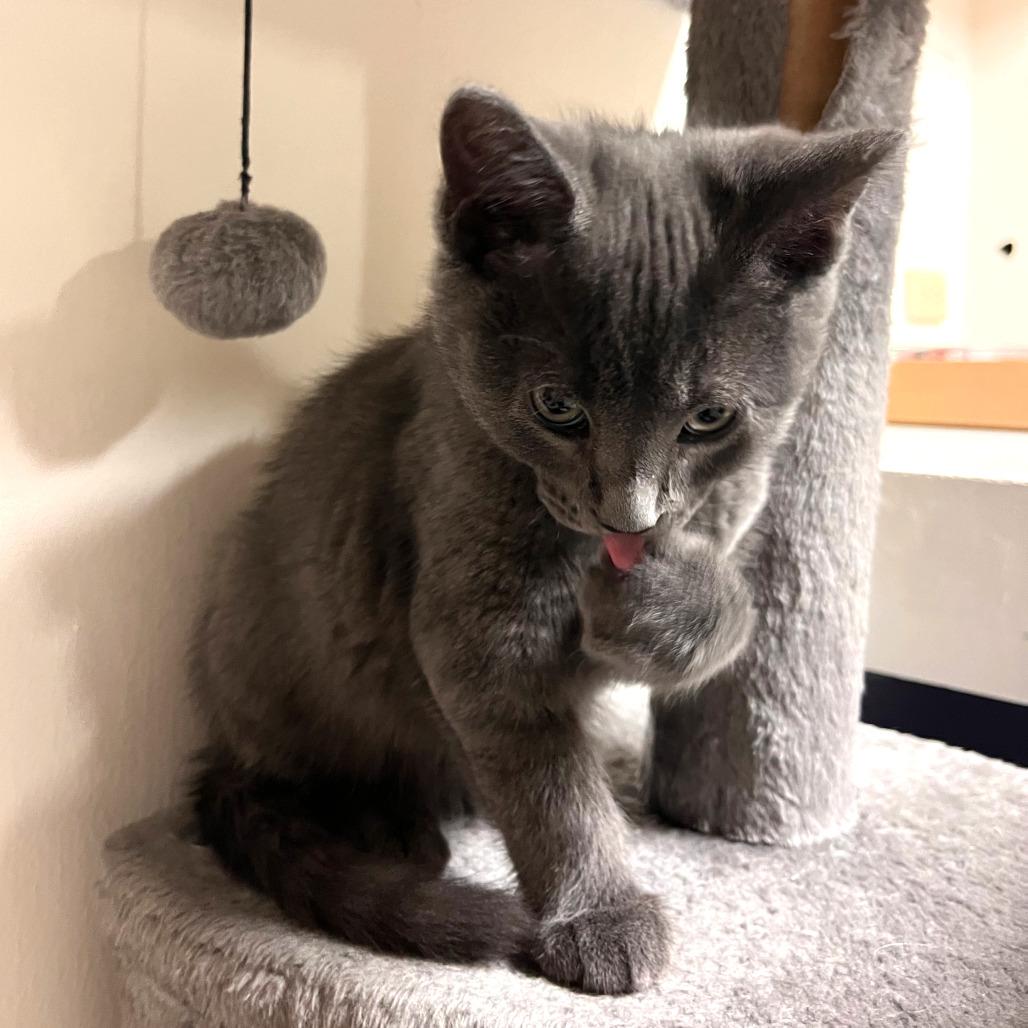 Enlarge Butter, a Adoptable Domestic Short Hair in Laramie, WY image 2/3