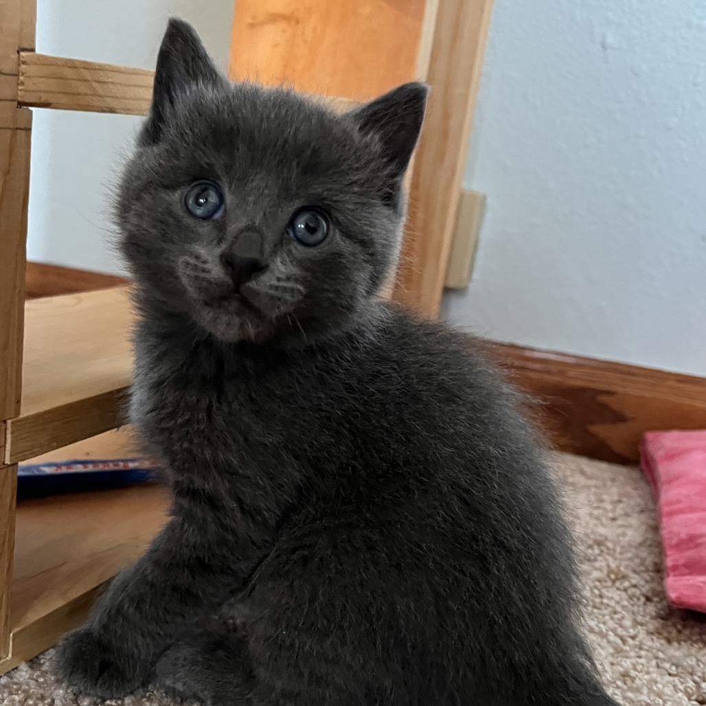 Enlarge Butter, a Adoptable Domestic Short Hair in Laramie, WY image 3/3