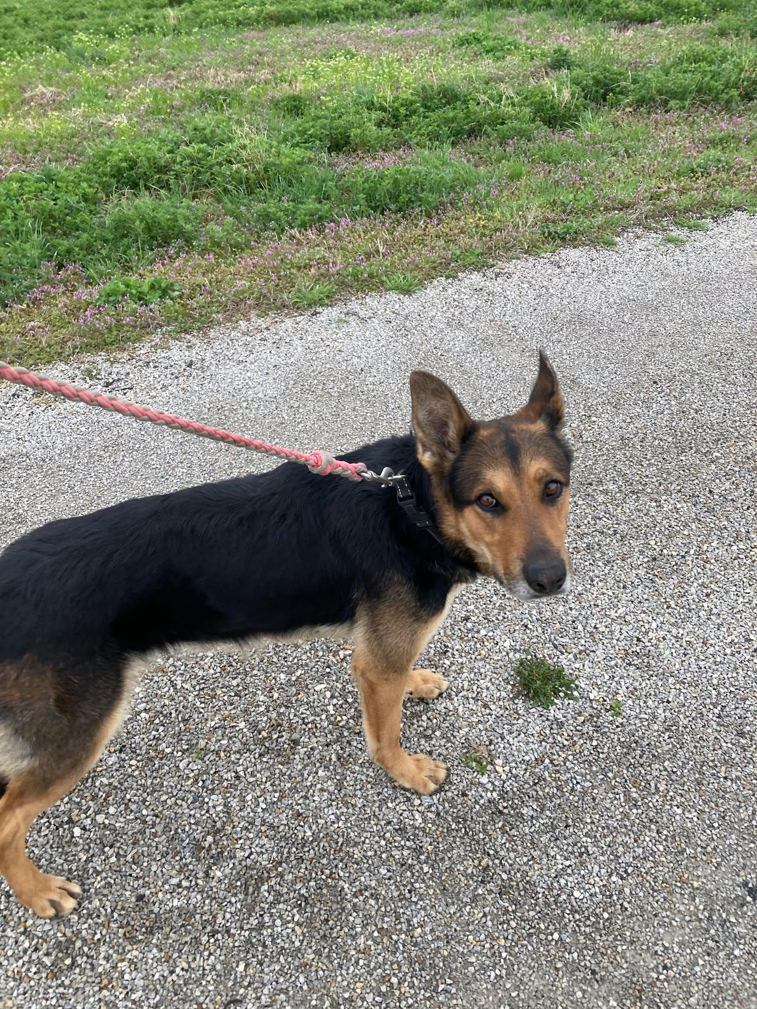 Enlarge Cookie, a ADOPTABLE German Shepherd Dog in Plattsburg, MO image 4/5