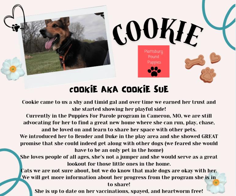 Enlarge Cookie, a ADOPTABLE German Shepherd Dog in Plattsburg, MO image 5/5