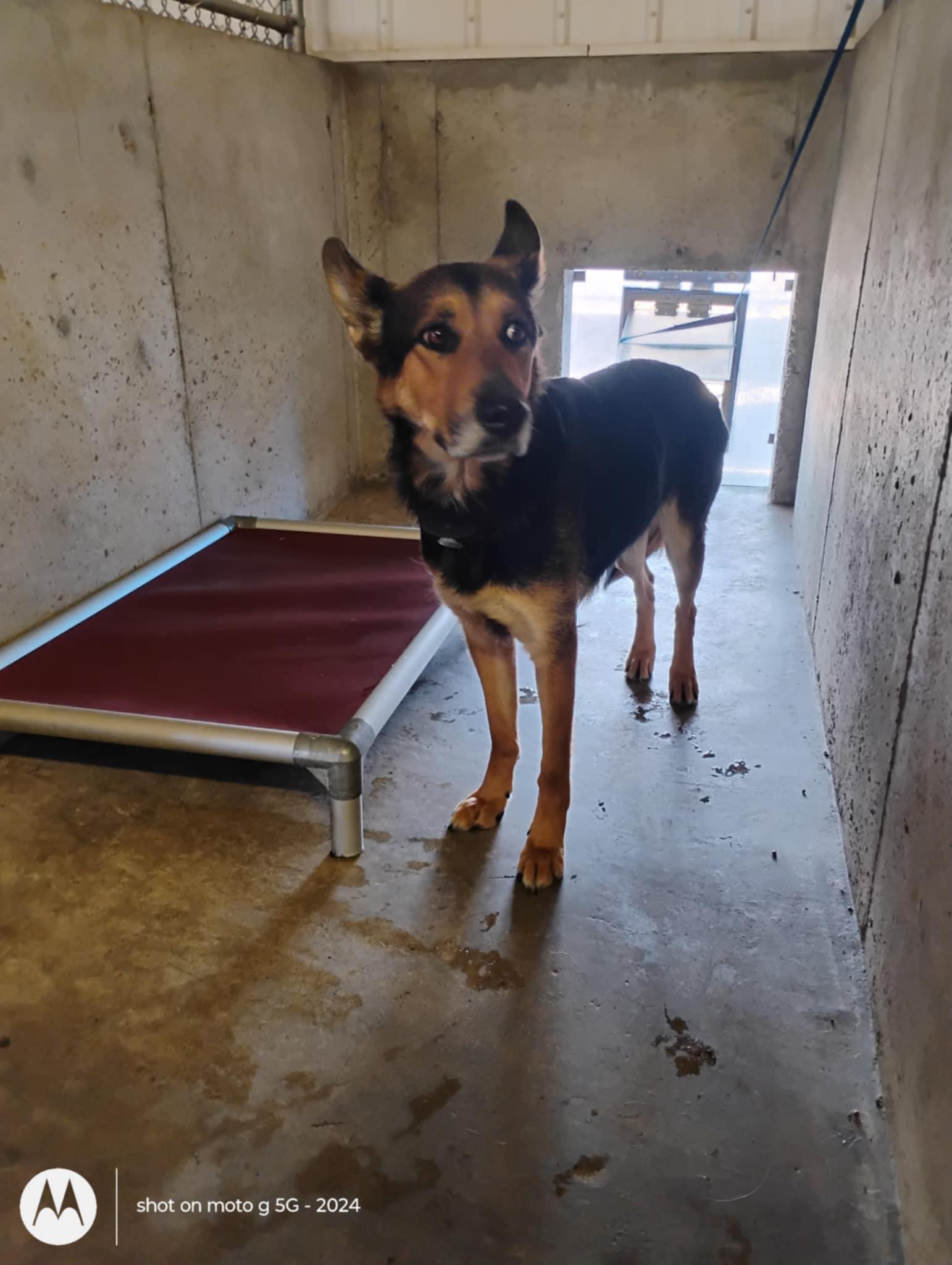 Cookie, ADOPTABLE, Adult Female German Shepherd Dog.