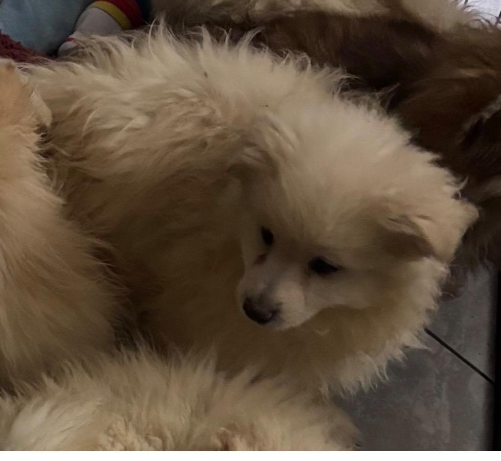 Kringle  Red Collar thumbnail 3