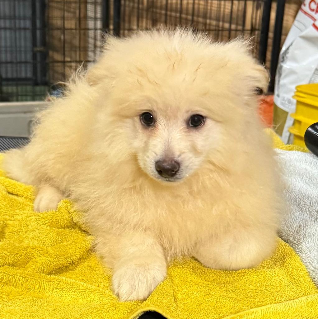 Kringle  Red Collar thumbnail 4