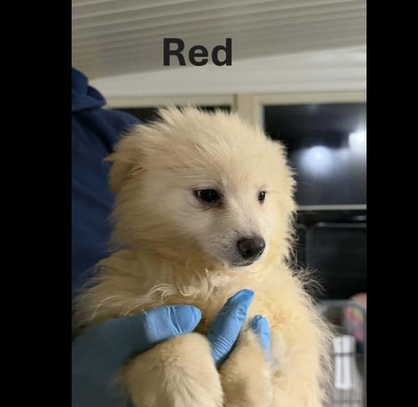 Kringle  Red Collar thumbnail 5