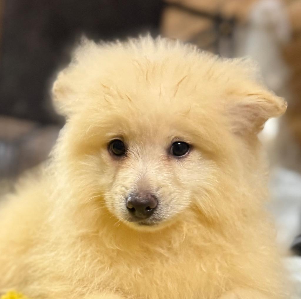 Kringle  Red Collar thumbnail 6