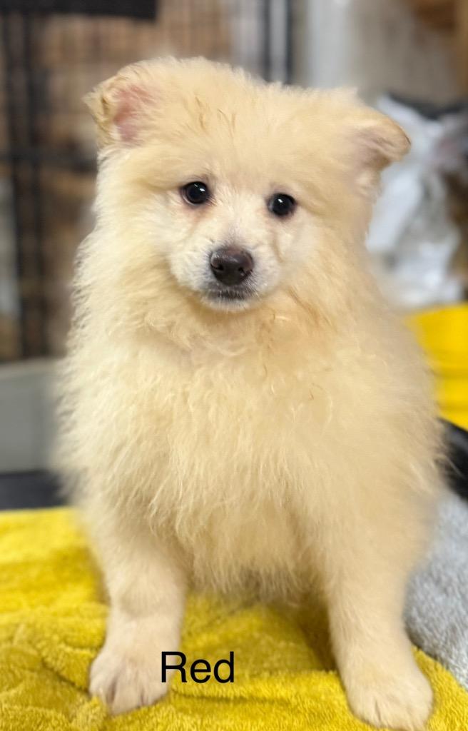 Kringle  Red Collar thumbnail 7