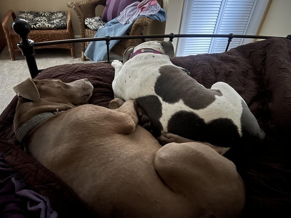 Enlarge Dodge, a Adoptable mixed breed in Portland, OR image 6/6