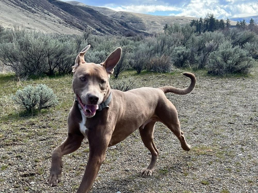 Enlarge Dodge, a Adoptable mixed breed in Portland, OR image 2/6