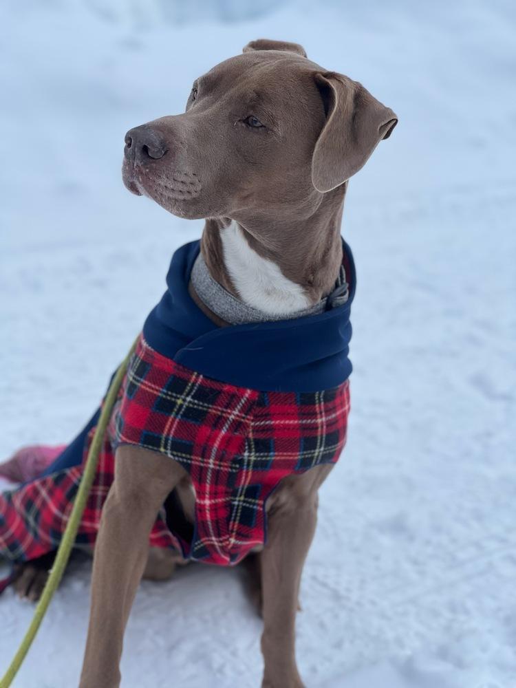 Enlarge Dodge, a Adoptable mixed breed in Portland, OR image 3/6