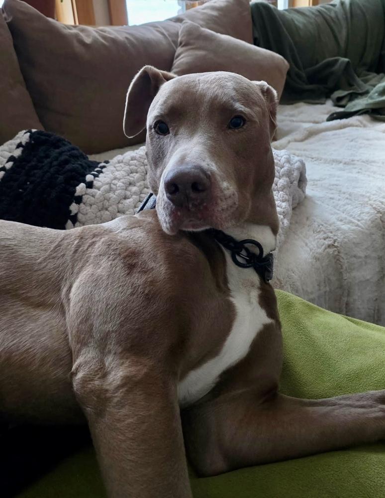 Enlarge Dodge, a Adoptable mixed breed in Portland, OR image 4/6