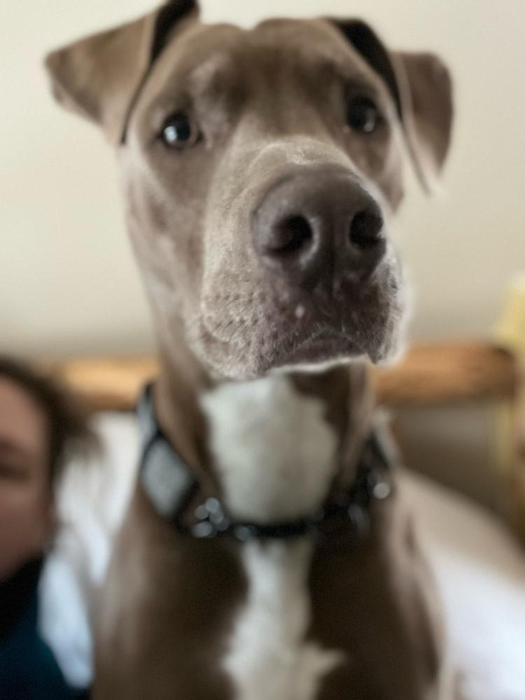 Enlarge Dodge, a Adoptable mixed breed in Portland, OR image 5/6