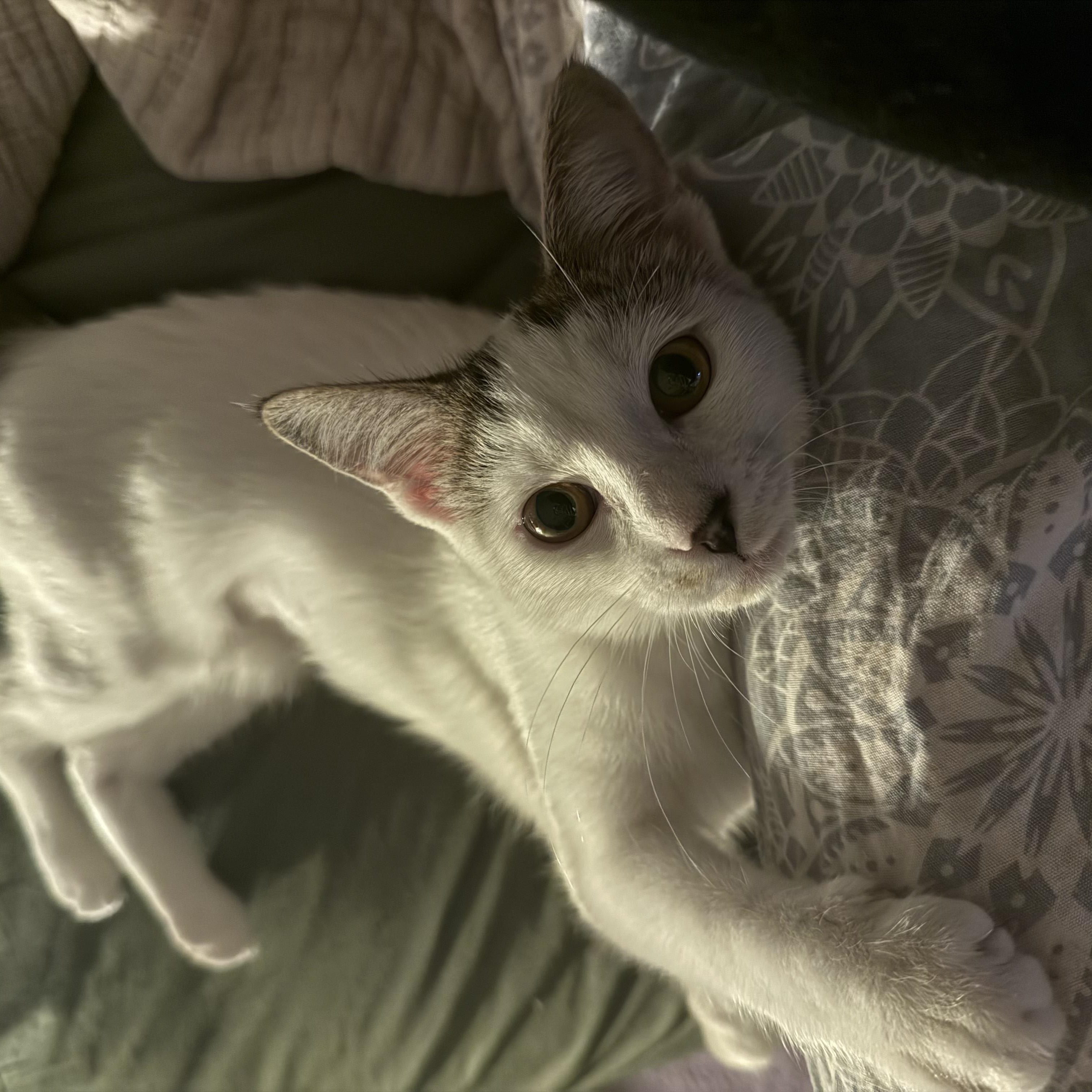 Enlarge Mizora, a Adoptable mixed breed in Hyattsville, MD image 5/6