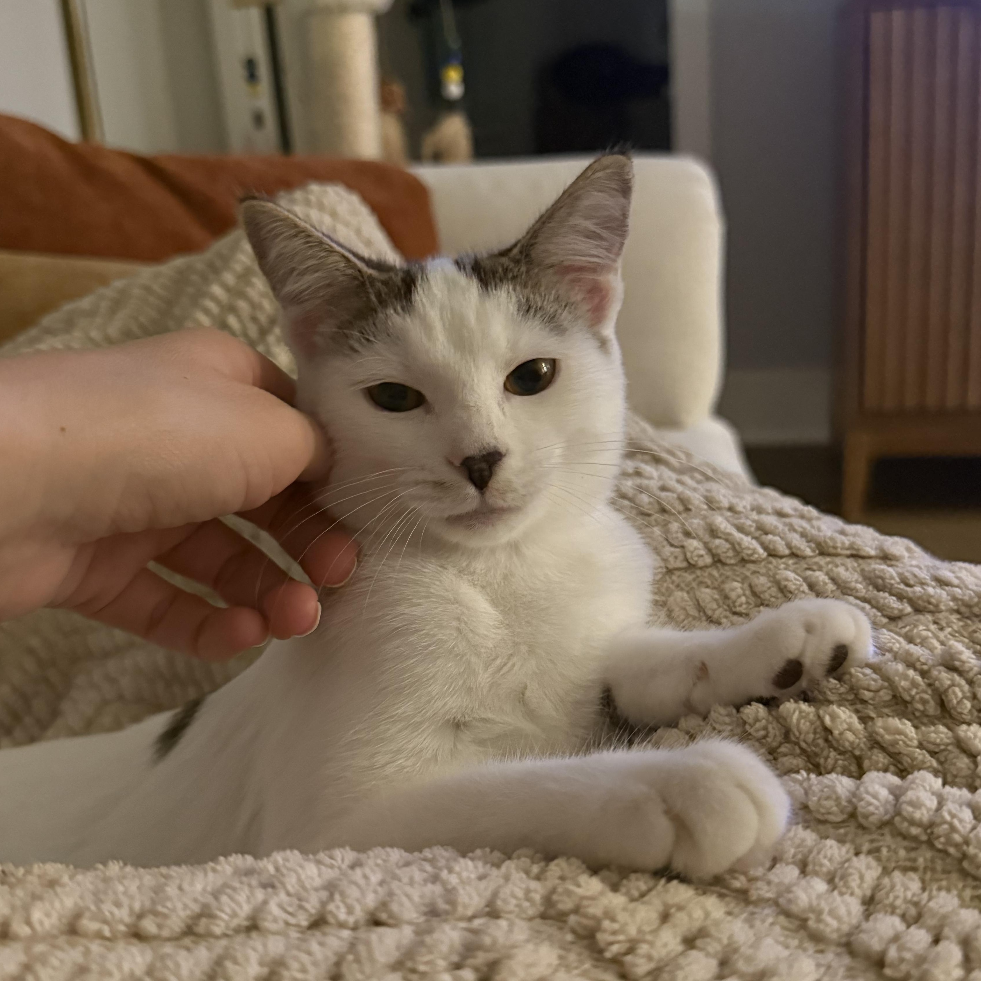 Mizora, Adoptable, Kitten Female Tabby & Domestic Short Hair.