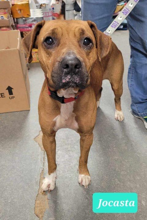 Enlarge Jocasta, a Adoptable mixed breed in Richmond, IN image 1/3