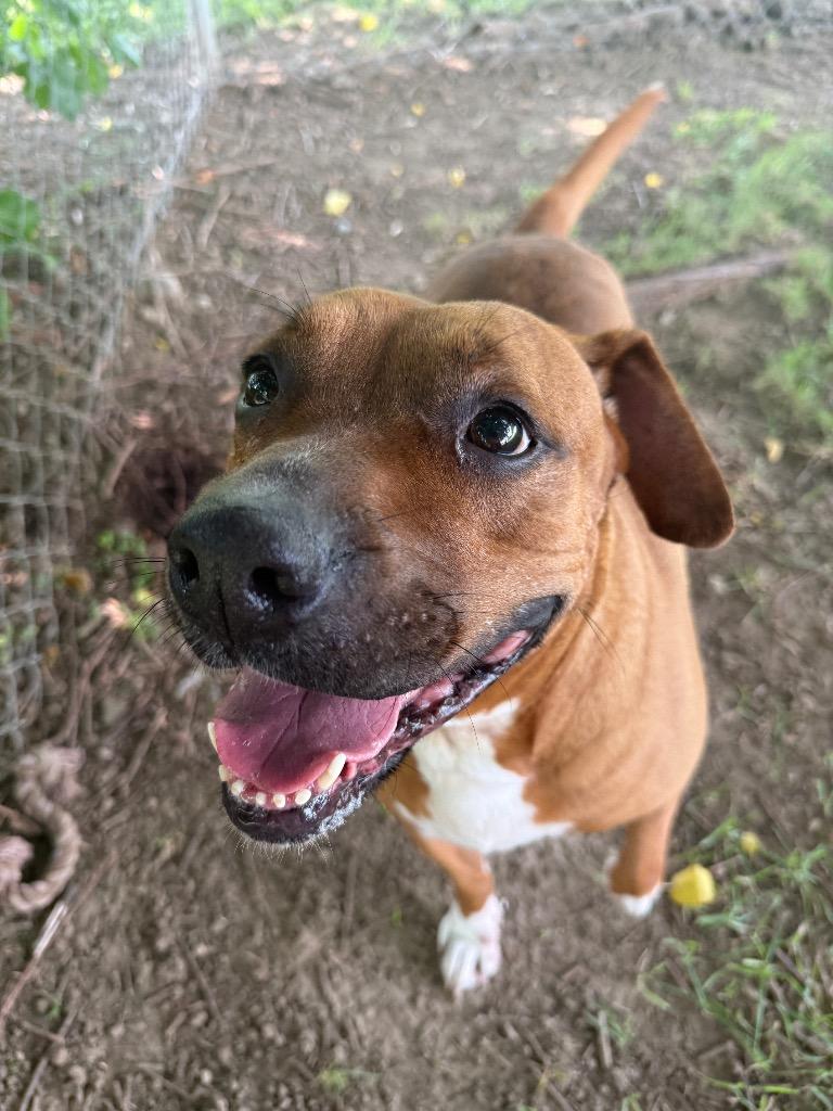 Enlarge Jocasta-Sponsored, a Adoptable mixed breed in Richmond, IN image 2/6